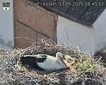 Capi_Dubne_20250513_184502.jpg