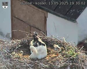 Capi_Dubne_20250513_193002.jpg (1350 x 1080)