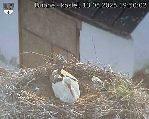 Capi_Dubne_20250513_195002.jpg (1350 x 1080)
