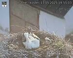 Capi_Dubne_20250513_195503.jpg