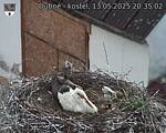 Capi_Dubne_20250513_203502.jpg