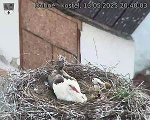 Capi_Dubne_20250513_204003.jpg (1350 x 1080)