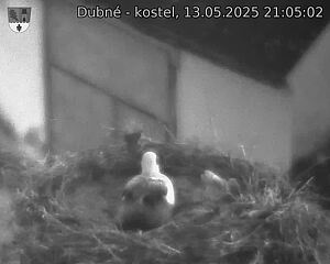 Capi_Dubne_20250513_210502.jpg (1350 x 1080)