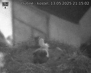 Capi_Dubne_20250513_211502.jpg (1350 x 1080)