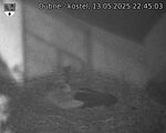 Capi_Dubne_20250513_224503.jpg