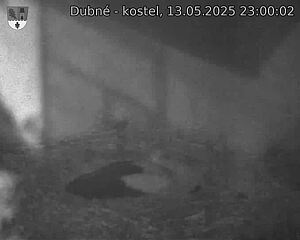 Capi_Dubne_20250513_230003.jpg (1350 x 1080)