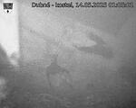 Capi_Dubne_20250514_010502.jpg