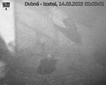 Capi_Dubne_20250514_020502.jpg