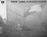 Capi_Dubne_20250514_043502.jpg