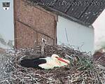 Capi_Dubne_20250514_052503.jpg