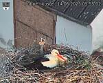 Capi_Dubne_20250514_055502.jpg