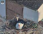 Capi_Dubne_20250514_061503.jpg