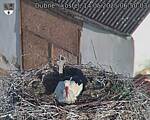 Capi_Dubne_20250514_065003.jpg