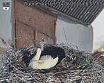 Capi_Dubne_20250514_065503.jpg