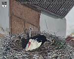 Capi_Dubne_20250514_072004.jpg