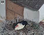 Capi_Dubne_20250514_072503.jpg