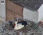 Capi_Dubne_20250514_073002.jpg