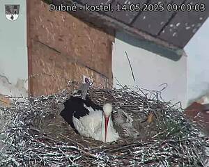 Capi_Dubne_20250514_090003.jpg (1350 x 1080)