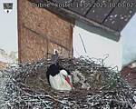 Capi_Dubne_20250514_100002.jpg