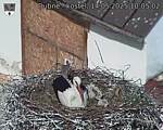 Capi_Dubne_20250514_100502.jpg