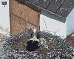 Capi_Dubne_20250514_102502.jpg