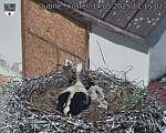 Capi_Dubne_20250514_111502.jpg