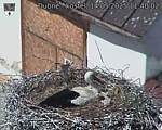 Capi_Dubne_20250514_114002.jpg