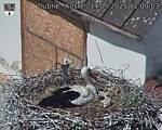 Capi_Dubne_20250514_120003.jpg