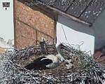 Capi_Dubne_20250514_122002.jpg