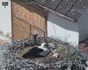 Capi_Dubne_20250514_132003.jpg (1350 x 1080)