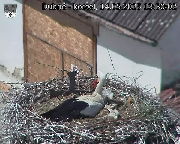 Capi_Dubne_20250514_133002.jpg (1350 x 1080)