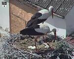 Capi_Dubne_20250514_135503.jpg