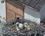 Capi_Dubne_20250514_140503.jpg