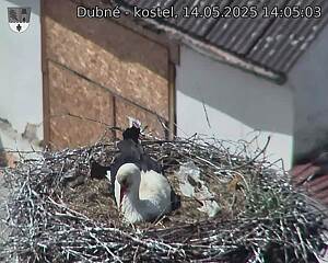 Capi_Dubne_20250514_140503.jpg (1350 x 1080)