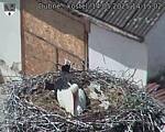 Capi_Dubne_20250514_141502.jpg