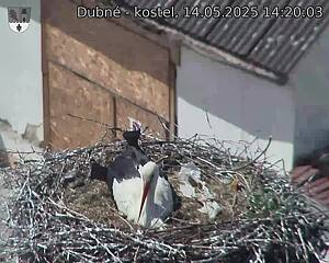 Capi_Dubne_20250514_142003.jpg (1350 x 1080)