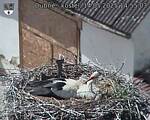 Capi_Dubne_20250514_145503.jpg