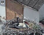 Capi_Dubne_20250514_150003.jpg