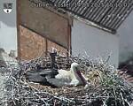 Capi_Dubne_20250514_151002.jpg