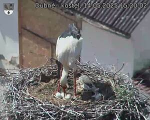 Capi_Dubne_20250514_152002.jpg (1350 x 1080)