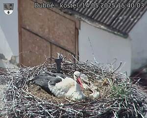 Capi_Dubne_20250514_154003.jpg (1350 x 1080)