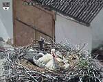 Capi_Dubne_20250514_154502.jpg