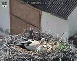 Capi_Dubne_20250514_165503.jpg