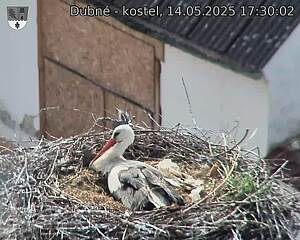 Capi_Dubne_20250514_173002.jpg (1350 x 1080)