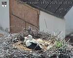 Capi_Dubne_20250514_181003.jpg