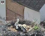 Capi_Dubne_20250514_185002.jpg
