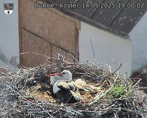 Capi_Dubne_20250514_190003.jpg (1350 x 1080)