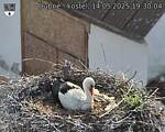 Capi_Dubne_20250514_193004.jpg