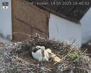 Capi_Dubne_20250514_194002.jpg (1350 x 1080)