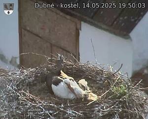 Capi_Dubne_20250514_195003.jpg (1350 x 1080)